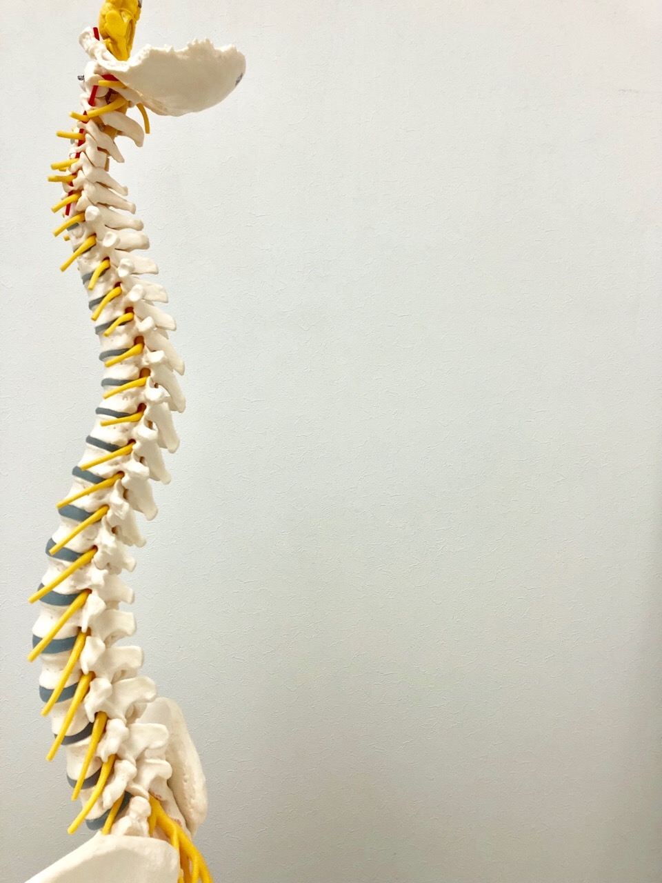 Spine Dynamics療法
